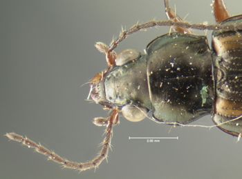 Media type: image;   Entomology 16302 Aspect: pronotum dorsal